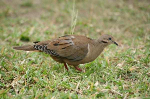 Eared Dove