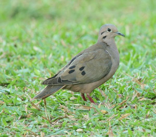 Eared Dove