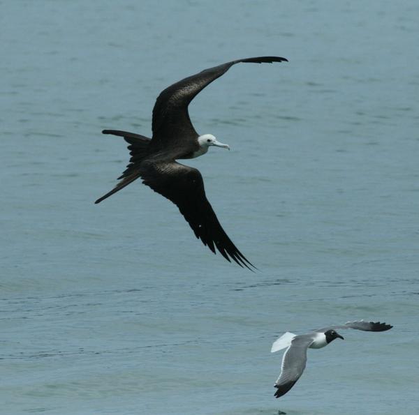 Magnificent Frigatebird Magnificent Frigatebird