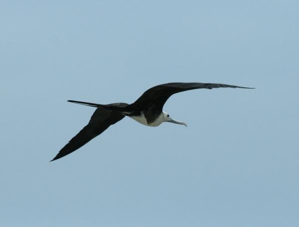 Magnificent Frigatebird Magnificent Frigatebird