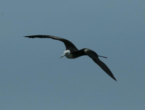 Magnificent Frigatebird Magnificent Frigatebird