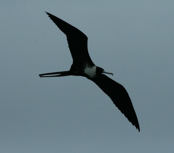 Magnificent Frigatebird Magnificent Frigatebird