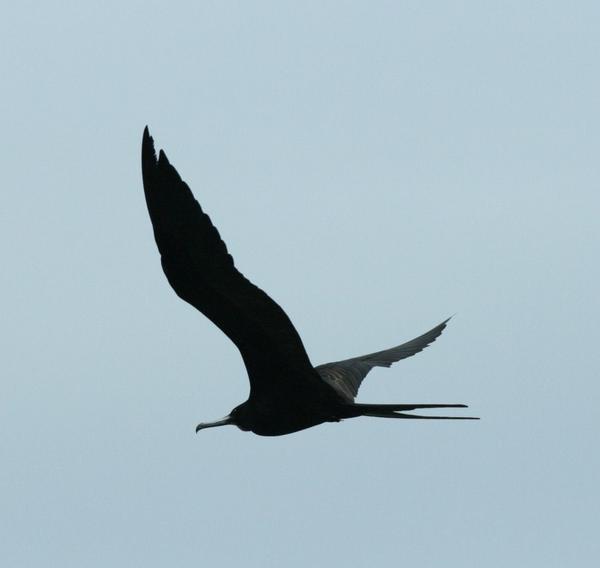 Magnificent Frigatebird