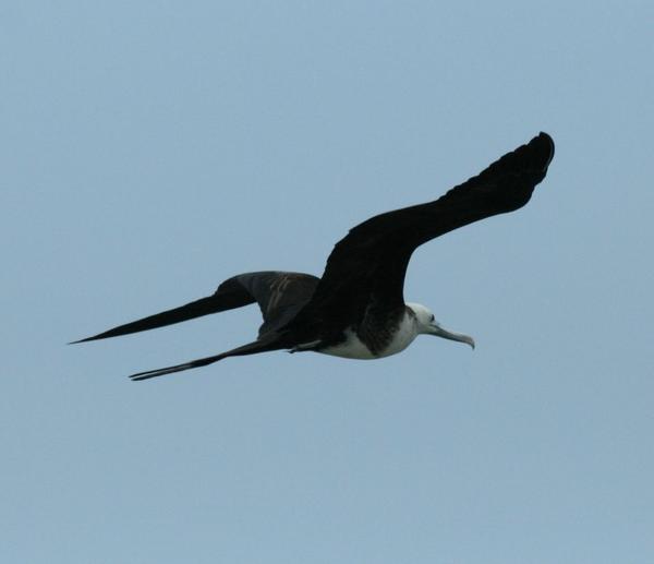 Magnificent Frigatebird Magnificent Frigatebird