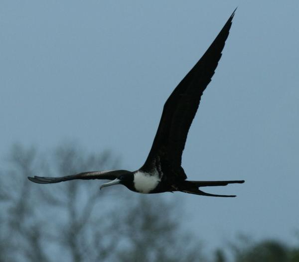 Magnificent Frigatebird Magnificent Frigatebird