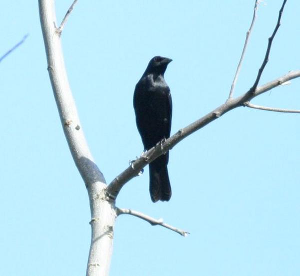 Giant Cowbird