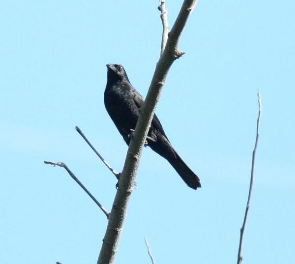 Giant Cowbird