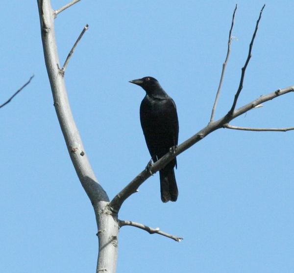 Giant Cowbird