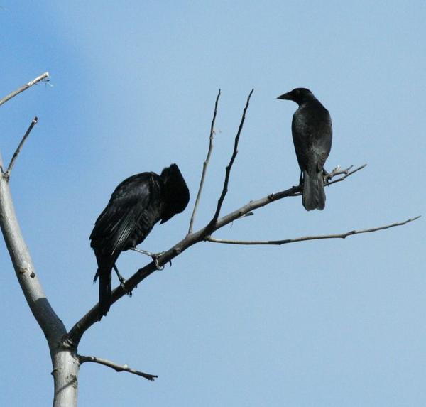 Giant Cowbird