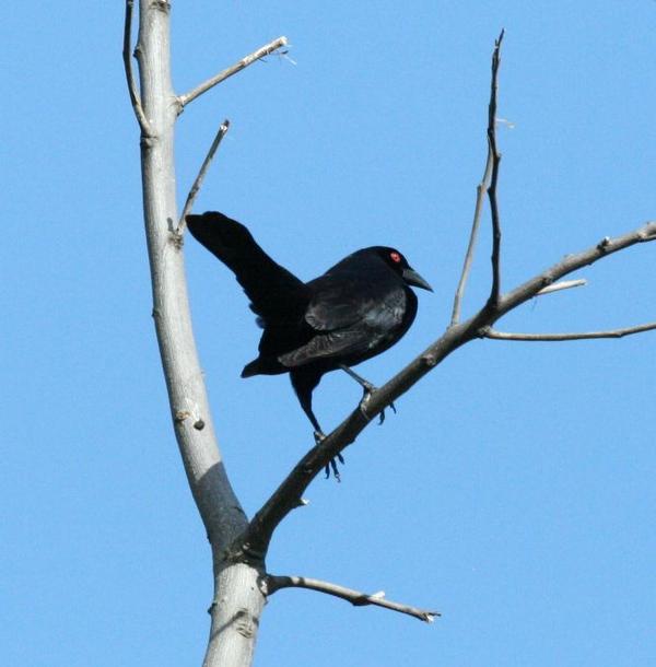 Giant Cowbird