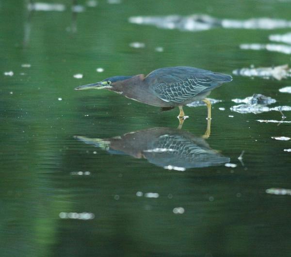 Green Heron