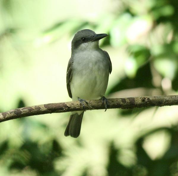 Grey Kingbird