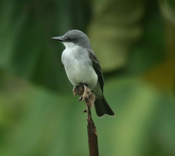 Grey Kingbird