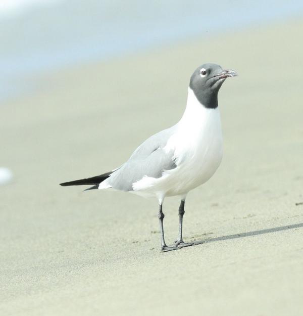 Laughing Gull