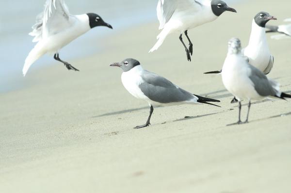 Laughing Gull