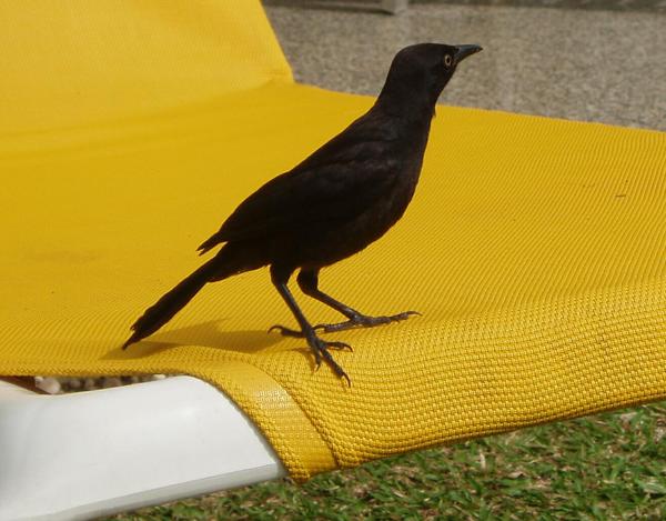 Carib Grackle Carib Grackle