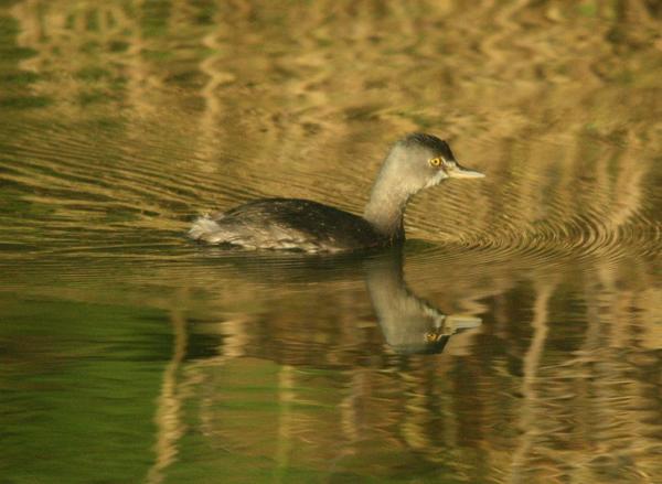 Least Grebe