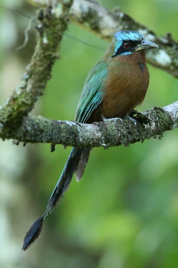 Blue-crowned Motmot