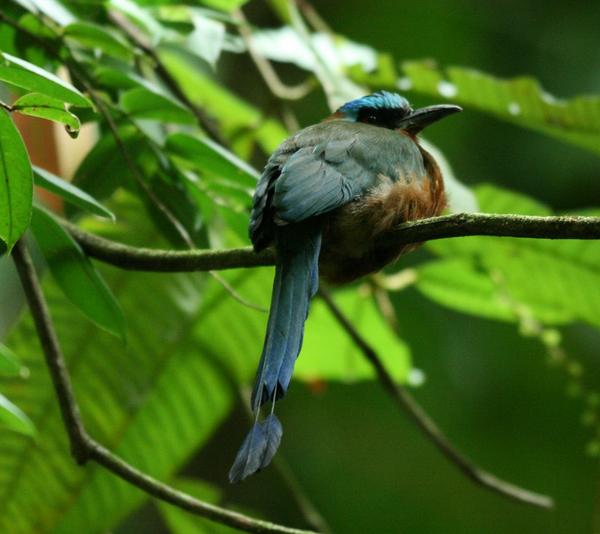 Blue-crowned Motmot