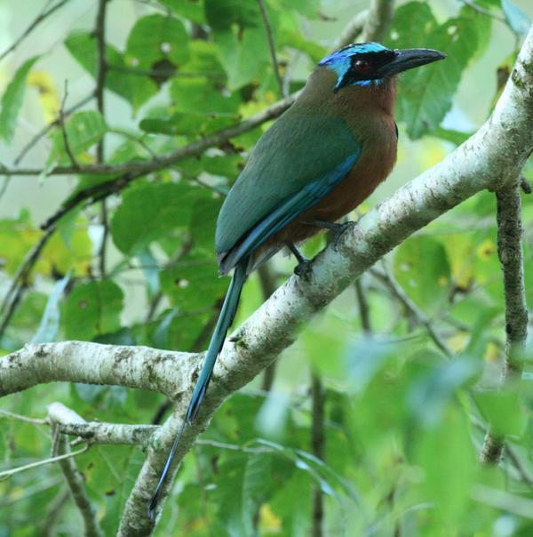 Blue-crowned Motmot Blue-crowned Motmot