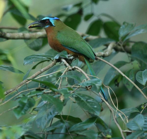 Blue-crowned Motmot