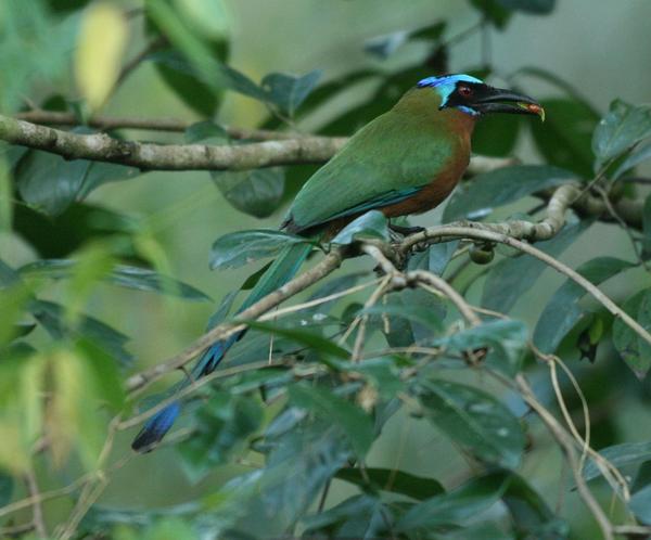 Blue-crowned Motmot