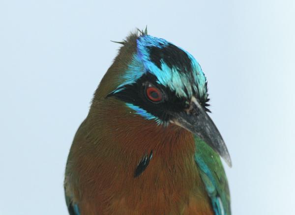 Blue-crowned Motmot