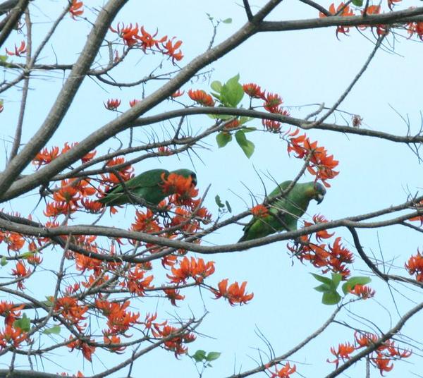 Orange-winged Amazon Orange-winged Amazon