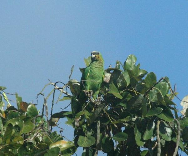 Orange-winged Amazon