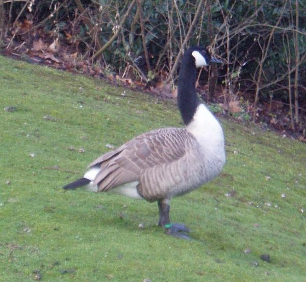 Canada Goose