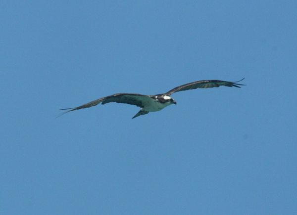 Osprey Osprey