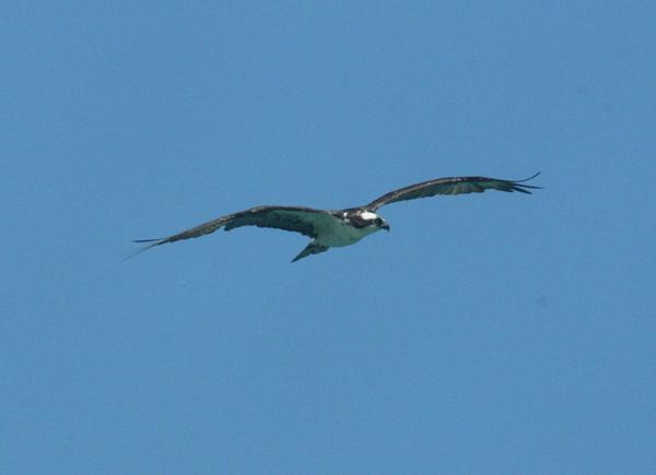 Osprey