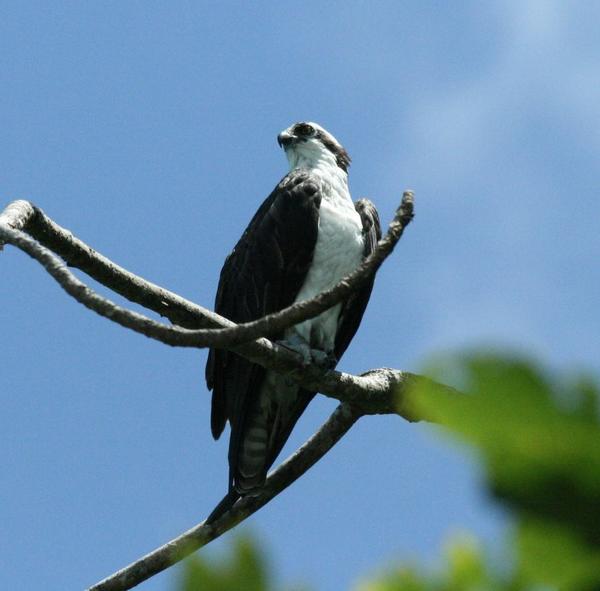 Osprey Osprey