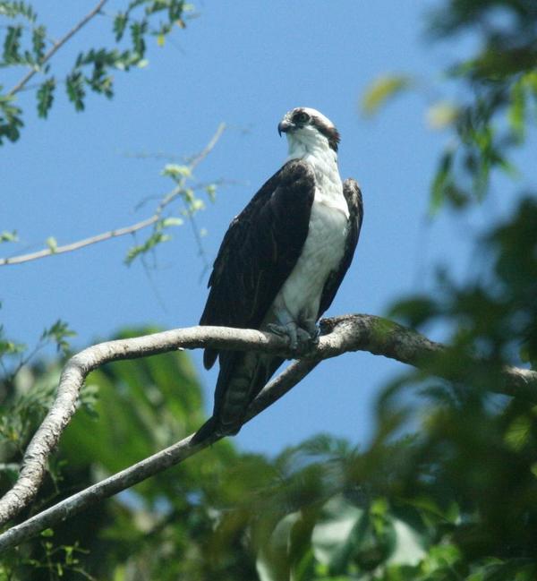 Osprey