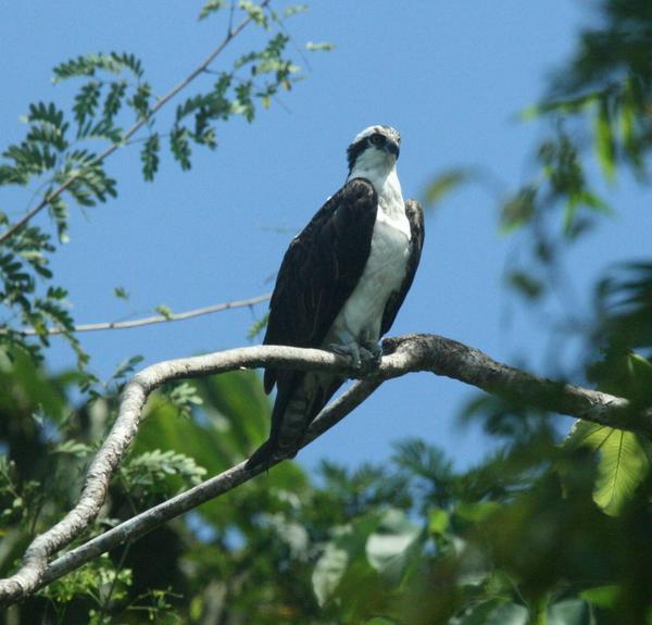 Osprey