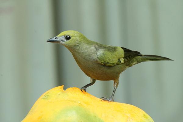 Palm Tanager