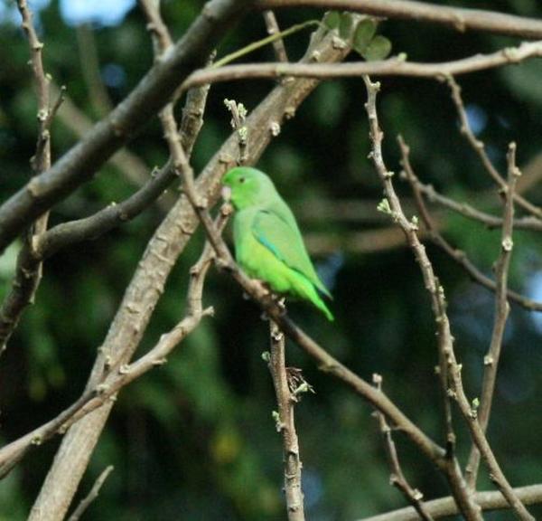 Green-rumped Parrotlet