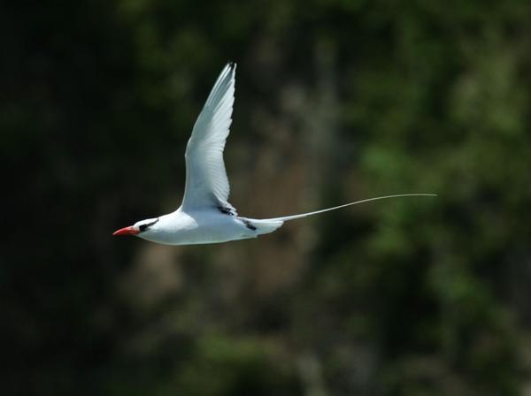 Red-billed Tropicbird