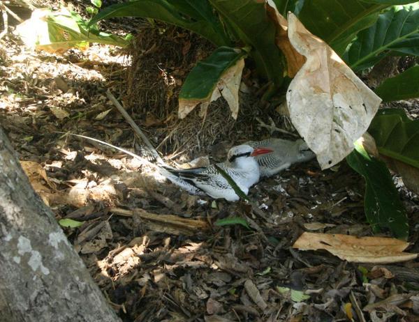 Red-billed Tropicbird