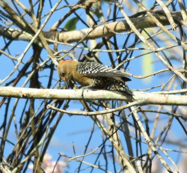 Red-crowned Woodpecker