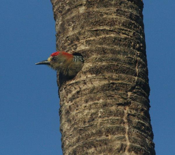 Red-crowned Woodpecker