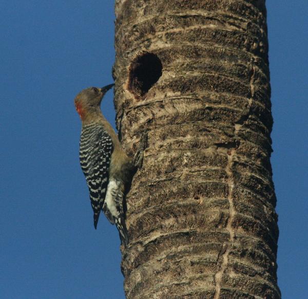 Red-crowned Woodpecker