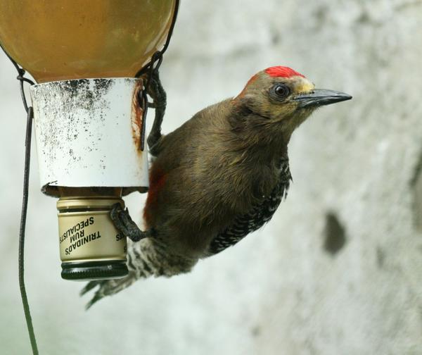 Red-crowned Woodpecker