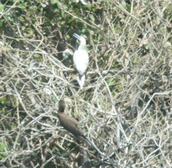 Red-footed Booby Red-footed Booby