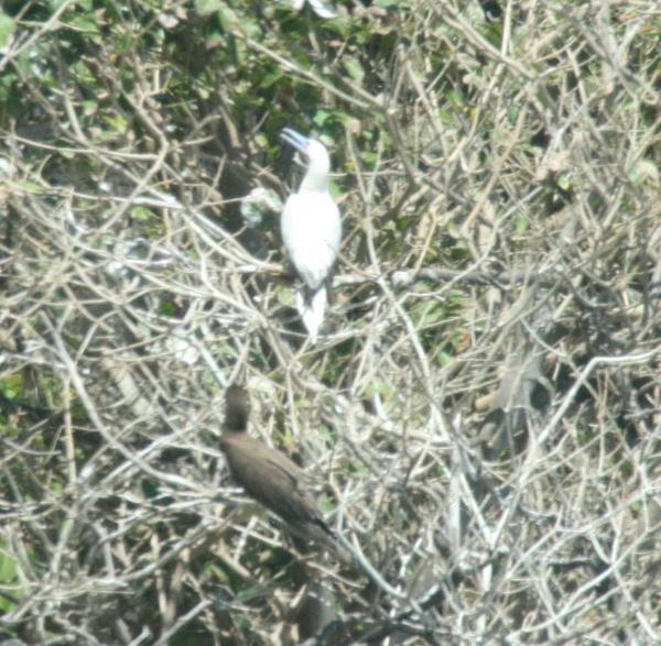 Red-footed Booby