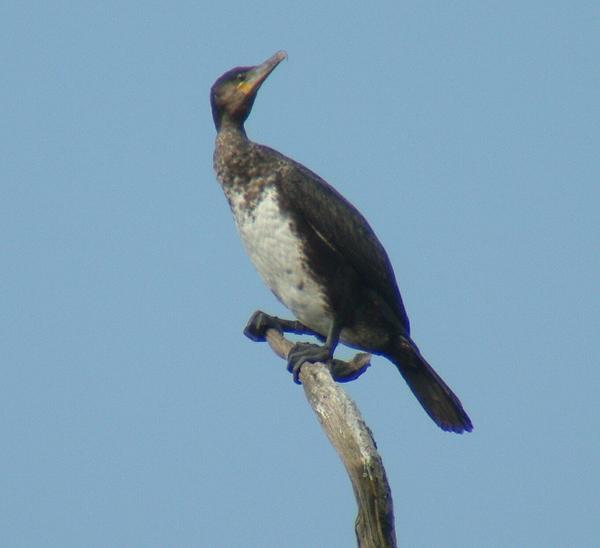 Great Cormorant