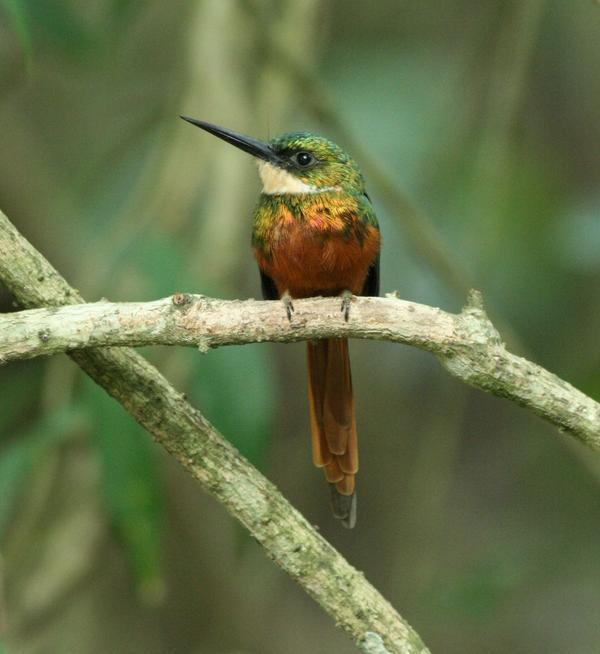 Rufous-tailed Jacamar Rufous-tailed Jacamar