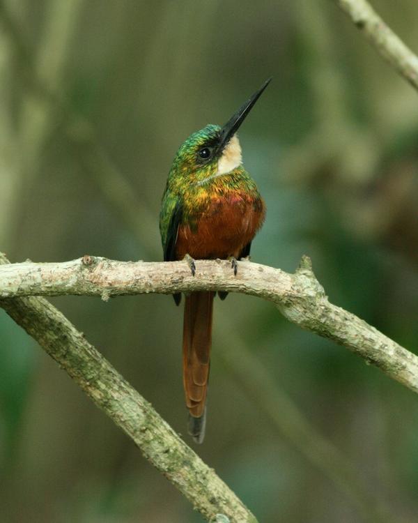Rufous-tailed Jacamar Rufous-tailed Jacamar