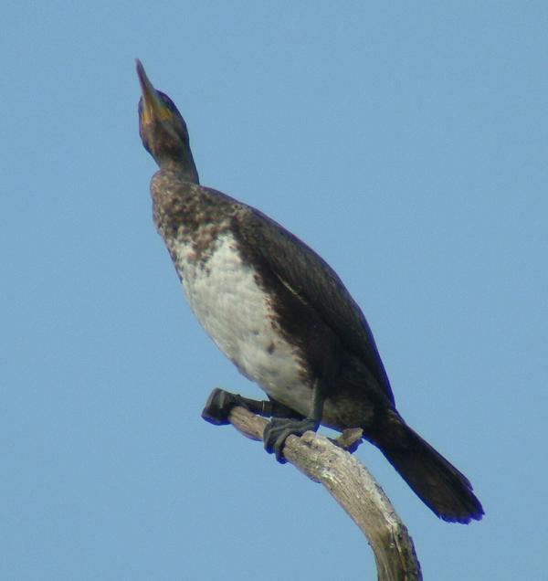 Great Cormorant