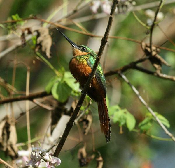 Rufous-tailed Jacamar Rufous-tailed Jacamar